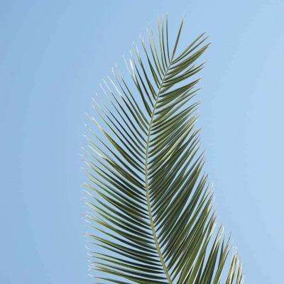 境界死神激斗满v版下载