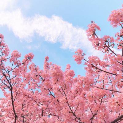 茅山道士bt版下载