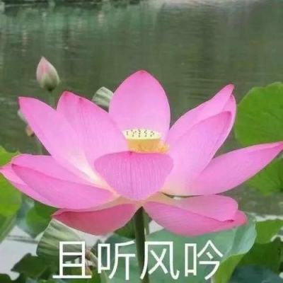 至尊贤者手游下载